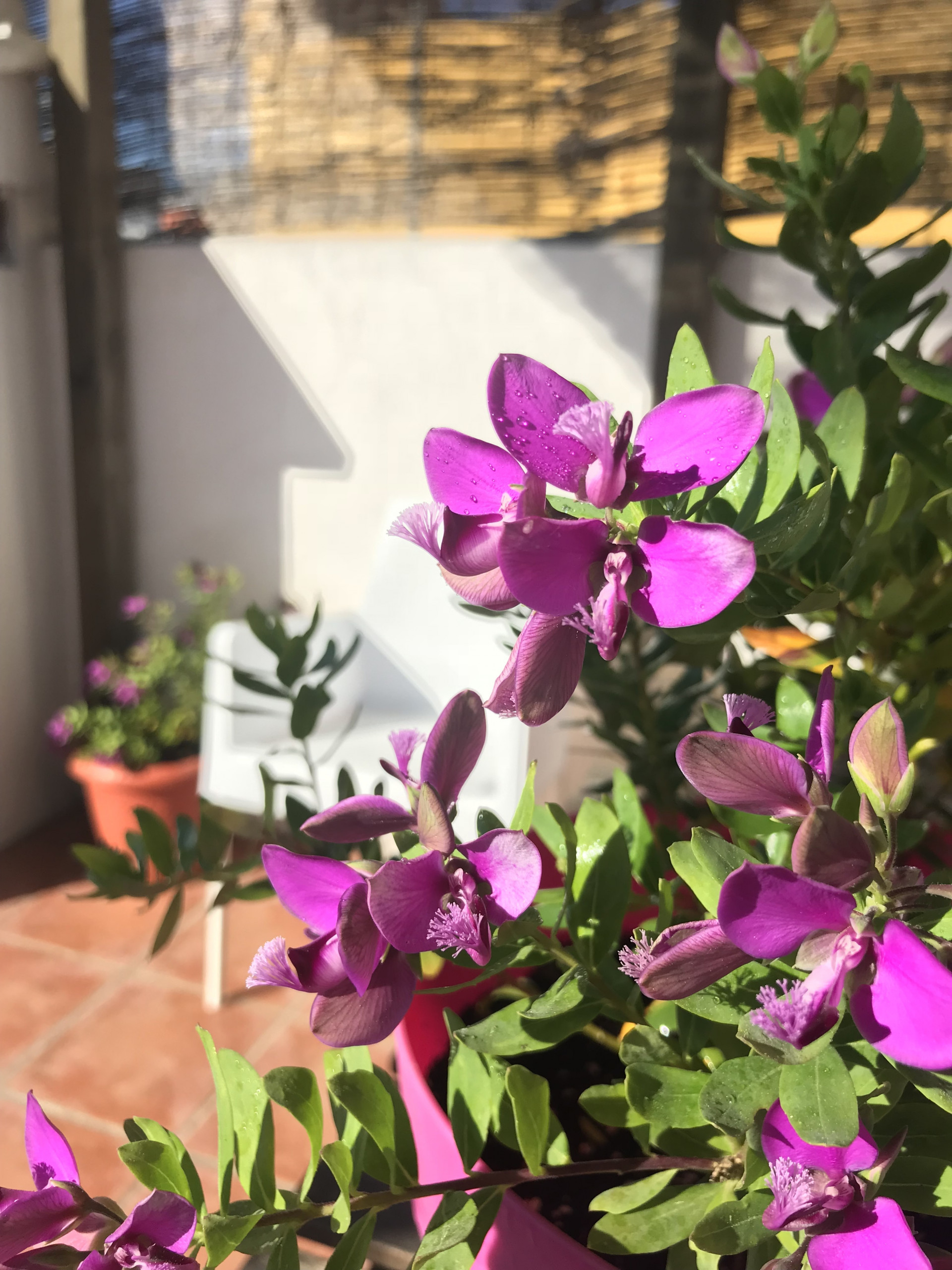 Ferienwohnung in Valencia buchen Torres Quart 6 terraza Bild-5