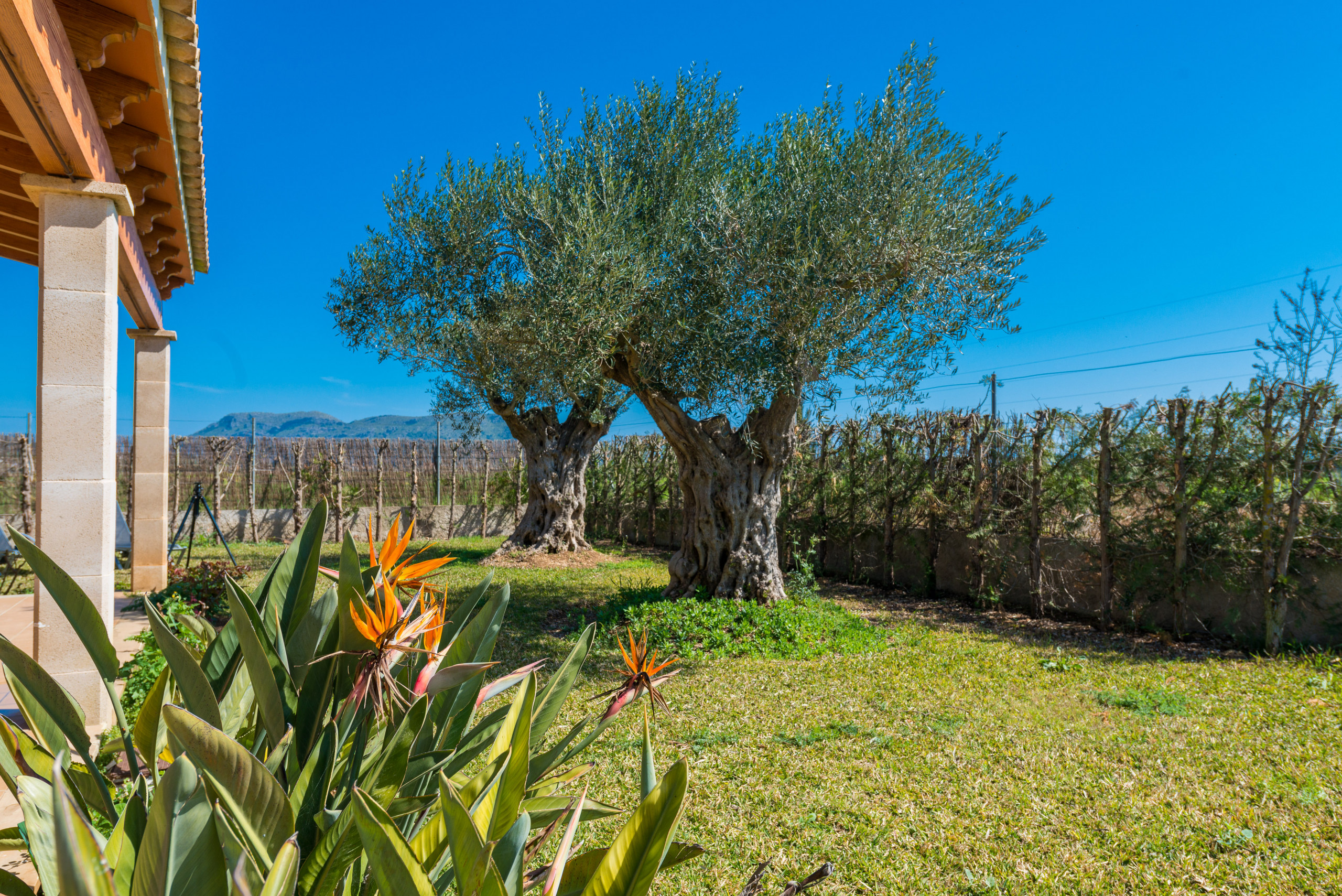 Alquilar Casa rural en La Puebla YourHouse Son Gallina imagen-37